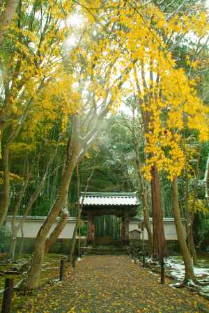 ゆきに彩られる参道