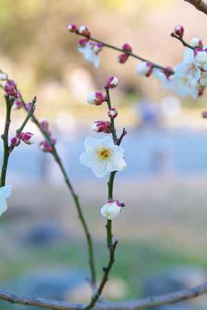 生まれたばかりの春