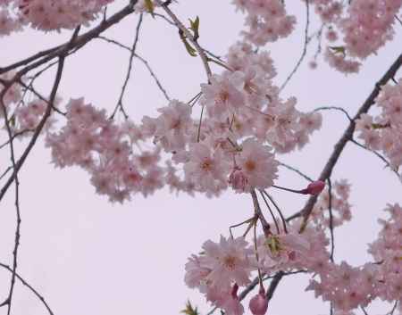 うすべに色の風