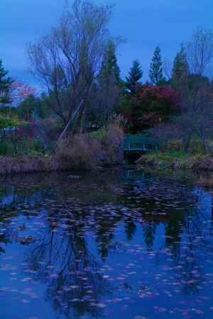 晩秋のモネの庭