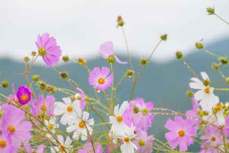 水滴のコスモス