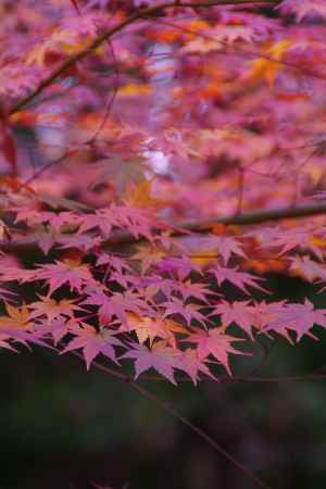 晩秋のいろ