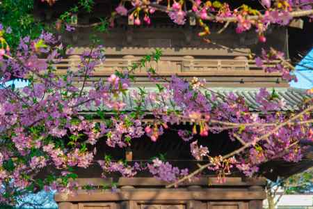 古都の素晴らしきコントラスト