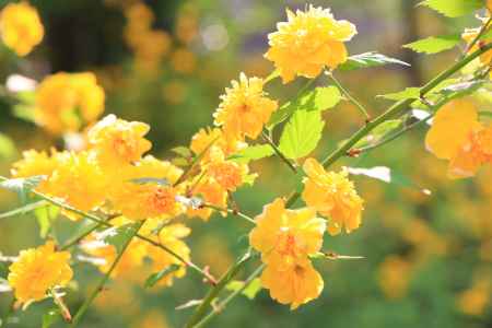 松尾大社で山吹が咲く　