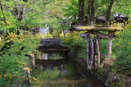 木造水車と山吹