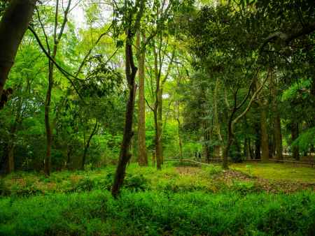 賀茂御祖神社　ならの小川近く