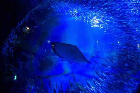 今日も優雅に京の海　