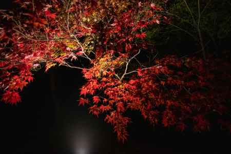 青蓮院門跡 将軍塚青龍殿　6