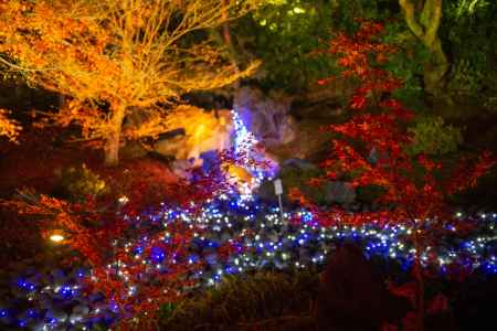 宝厳院　ライトアップ　2