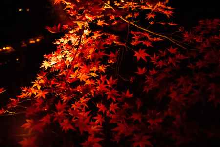 宝厳院　ライトアップ　3