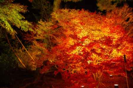 宝厳院　ライトアップ　4