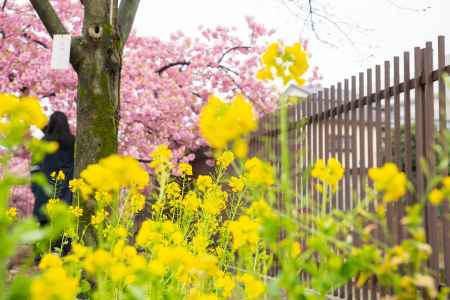 淀の桜　雨に唄って　5
