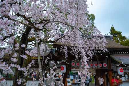 平野神社　魁桜