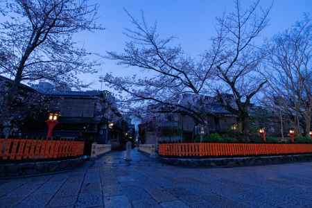 祇園白川　桜艶やかに