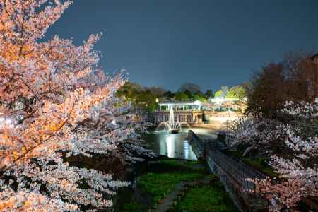 岡崎疎水の夜