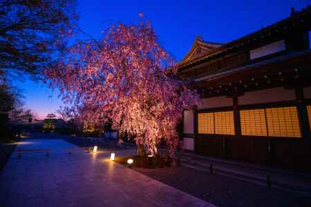 将軍塚　ライトアップ　1