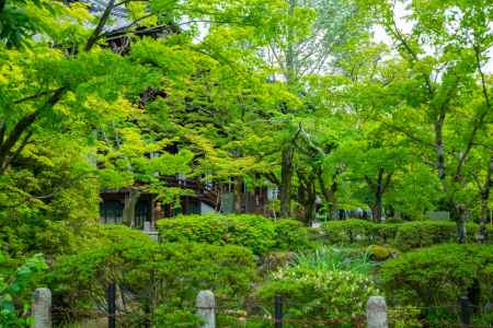 新緑の寺