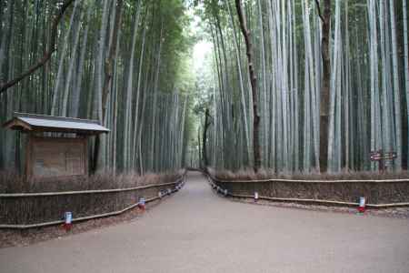 嵐山花灯路の朝