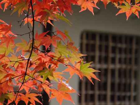 南禅寺天授庵  茶室と紅葉