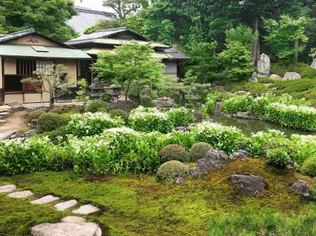 建仁寺　両足院　半夏生の庭