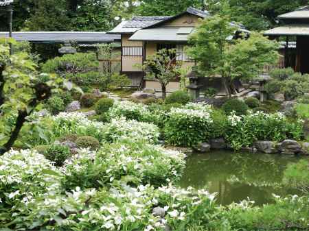 建仁寺　両足院　半夏生の庭 3