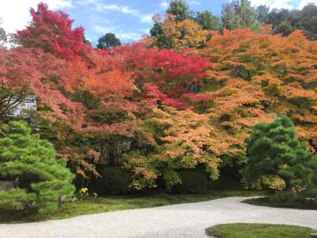 天授庵　紅葉の庭