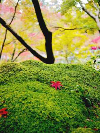 紅葉一葉　永観堂