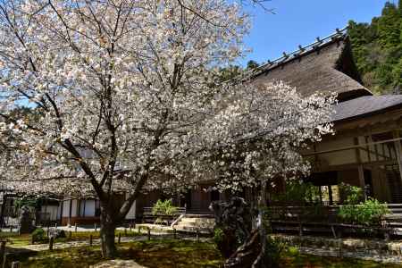 常照皇寺の桜
