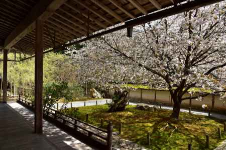 常照皇寺の桜2