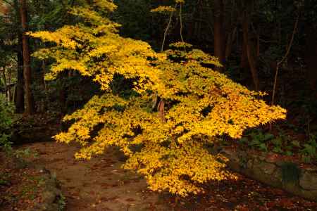 粟田神社の紅葉2