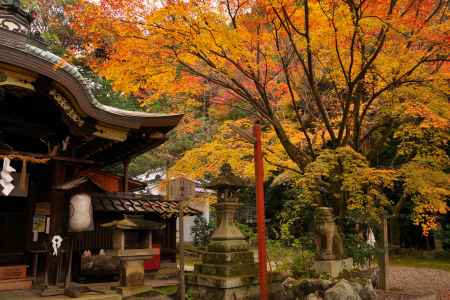 粟田神社の紅葉3