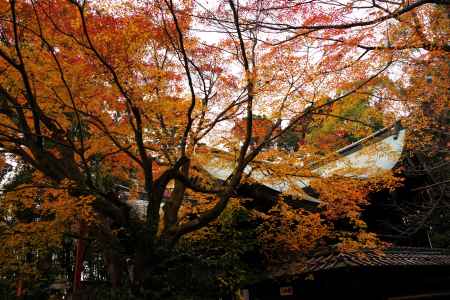 粟田神社の紅葉4