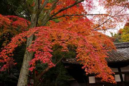 粟田神社の紅葉5