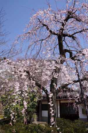 上品蓮台寺の桜2