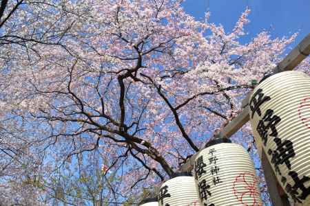 平野神社の桜3