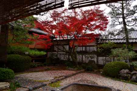 御香宮神社の紅葉3