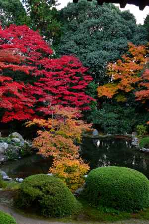 隨心院の紅葉