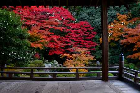 隨心院の紅葉3