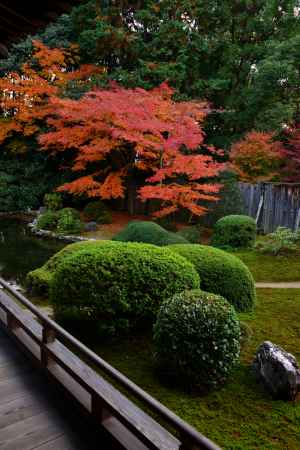 隨心院の紅葉6