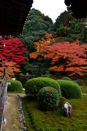 隨心院の紅葉7