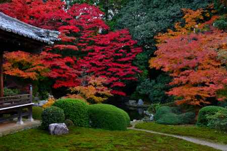 隨心院の紅葉9