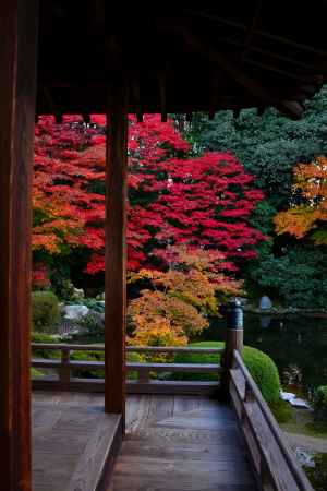 隨心院の紅葉10