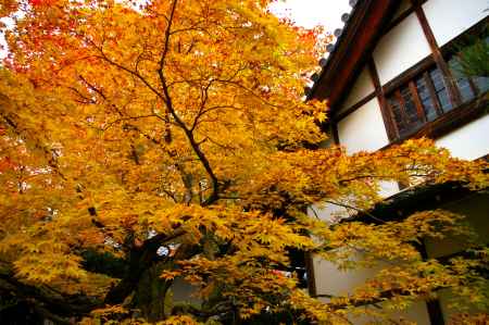 常寂光寺の紅葉2