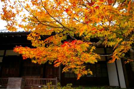 常寂光寺の紅葉