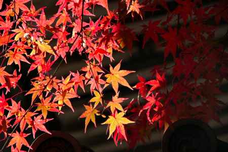 西明寺の紅葉2