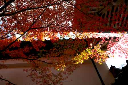 西明寺の紅葉3