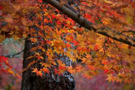 円光寺の紅葉