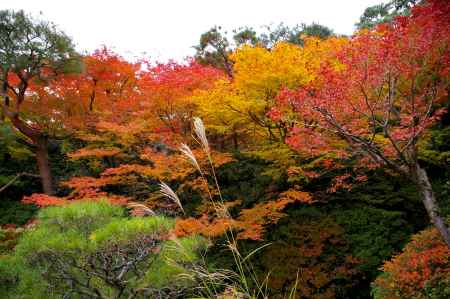 大河内山荘の紅葉2