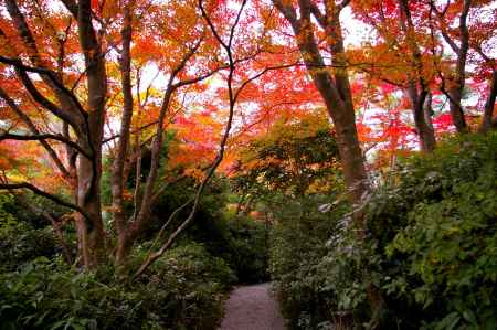 大河内山荘の紅葉6