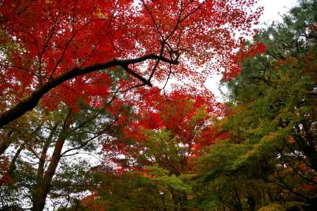 大河内山荘の紅葉8